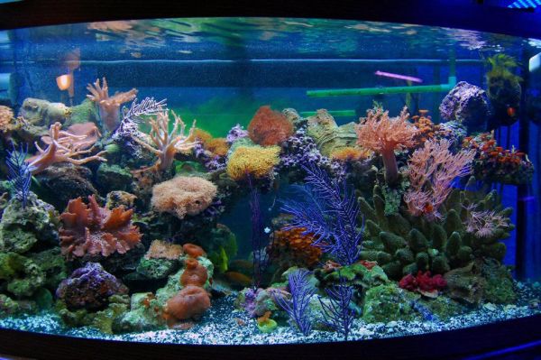 What plants to Buy for the Aquarium?